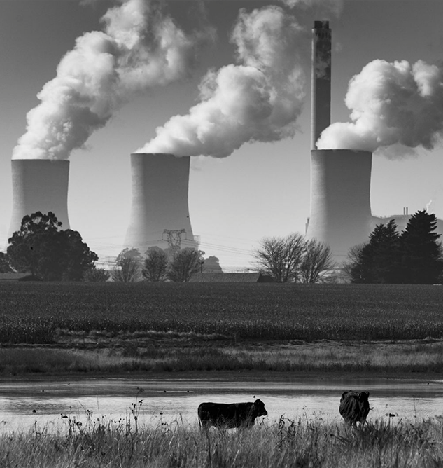 Matriarchs Chlorophyll Printing Series